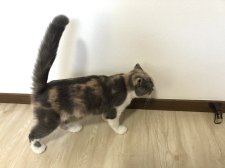 スコティッシュフォールド【・女の子・2022年11月8日・ダイリュートキャリコ】「可愛いカラーです😊」