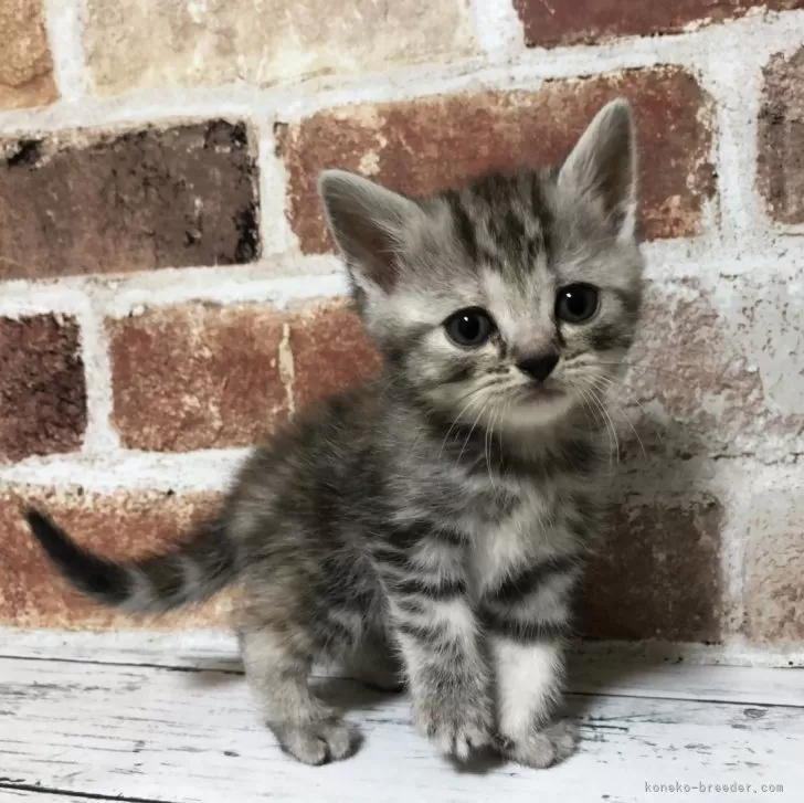 ID:2501-01915の子猫