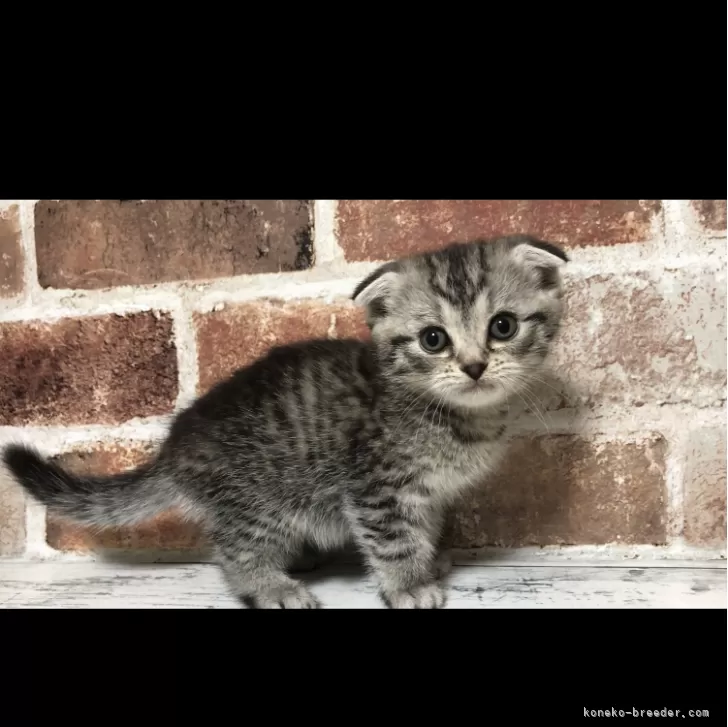 ID：2412-02802の子猫