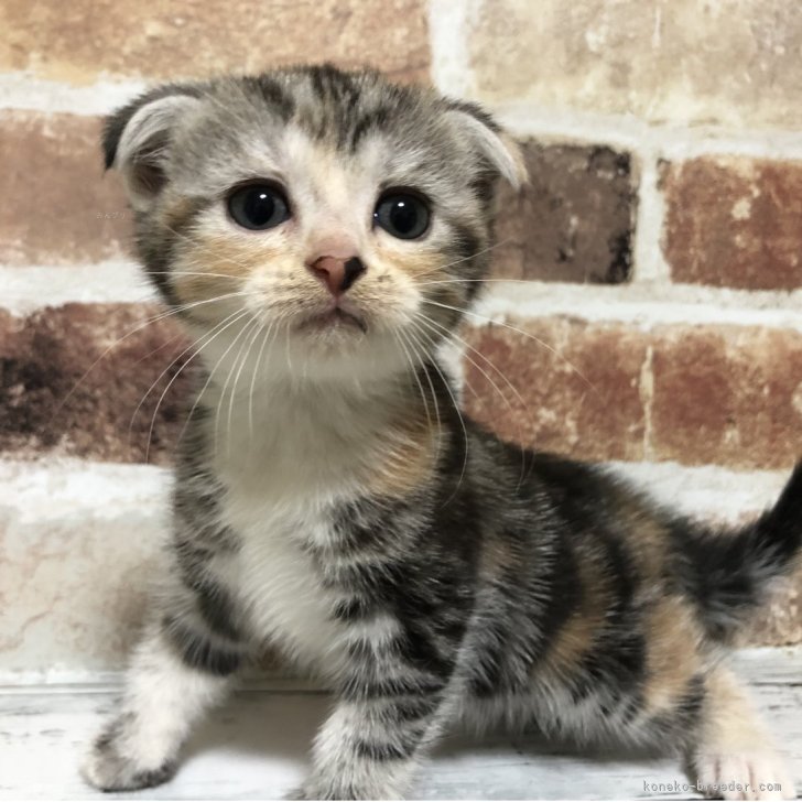 W.O 様のお迎えした子猫