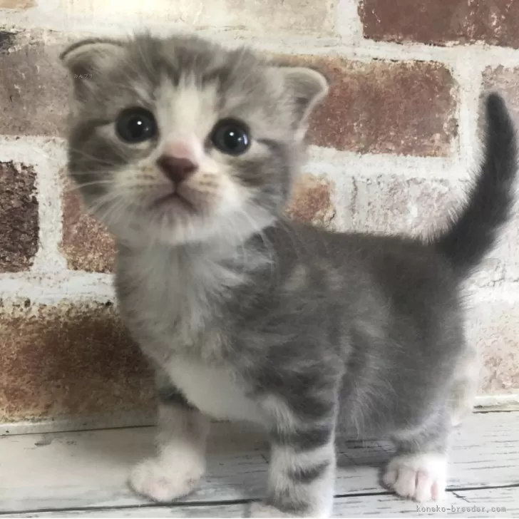 スコティッシュフォールド(折れ耳)【千葉県・男の子・2025年10月26日・ブルークラシックタビー&amp;ホワイト】の写真1