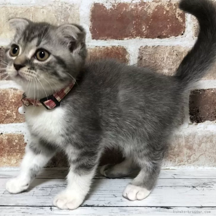 ID：2507-02789の子猫