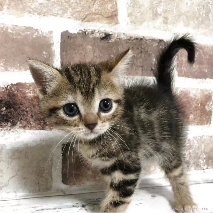 まころん 様のお迎えした子猫