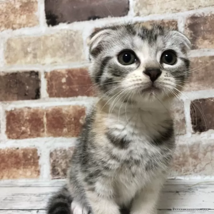 ID:2412-02723の子猫