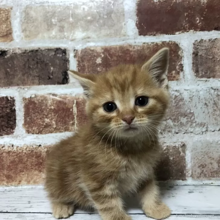 ID：2501-02156の子猫