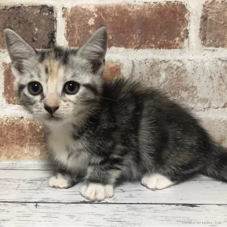 ID：2509-01351の子猫