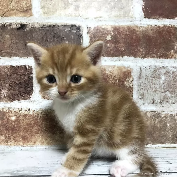 ID:2509-01350の子猫