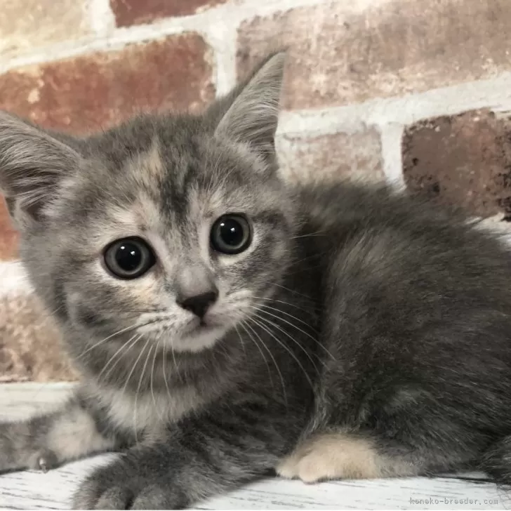 ID:2504-02068の子猫