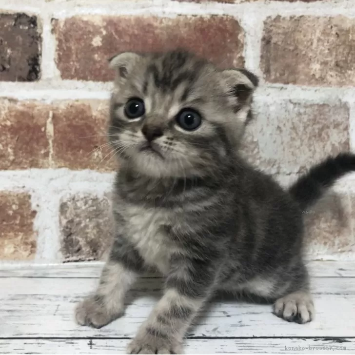 Y.T 様のお迎えした子猫
