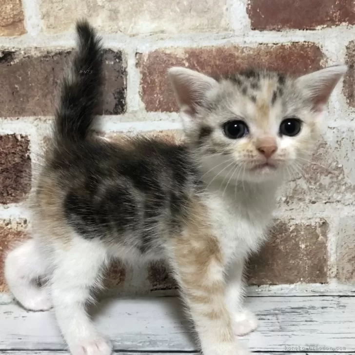 ID：2507-00116の子猫