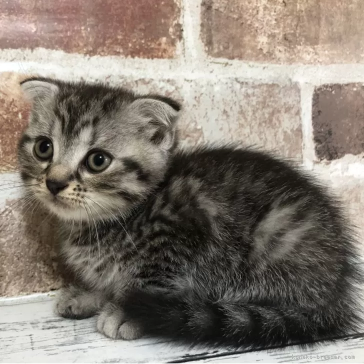 W.O 様のお迎えした子猫