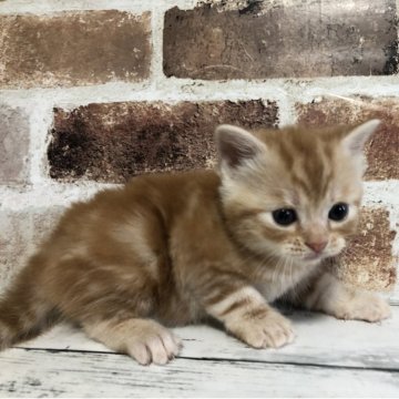 スコティッシュストレート【千葉県・男の子・2025年10月29日・レッドクラシックタビー（ショートヘア）】の写真「撫でたらうっとり😁」