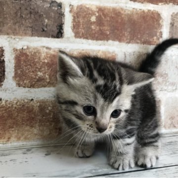 アメリカンショートヘア【千葉県・男の子・2025年10月6日・シルバークラシックタビー（ショートヘア）】の写真「クラシックタビーがくっきりと出てますね！」