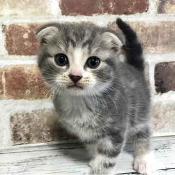 スコティッシュフォールド(折れ耳)【千葉県・男の子・2025年10月26日・ブルークラシックタビー&ホワイト】の写真「クリクリおめめ☺️」