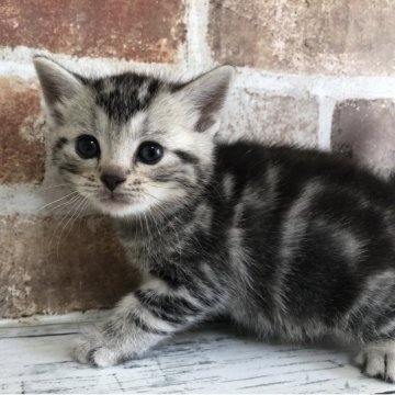 アメリカンショートヘア【千葉県・男の子・2025年10月6日・シルバークラシックタビー（ショートヘア）】の写真「クラシックタビーがくっきりと出てますね！」