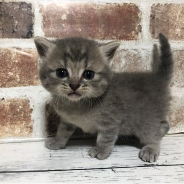 スコティッシュストレート【千葉県・男の子・2025年10月26日・ブルーマッカレルタビー（ショートヘア）】の写真「うるうるおめめで見ないで🥺笑」