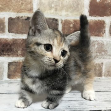 マンチカン(短足)【千葉県・女の子・2025年8月9日・シルバーパッチドタビー&ホワイト（ショートヘア）】の写真「短めの短足でぷりぷり走り回ってます😊」