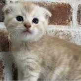 スコティッシュフォールド(折れ耳)