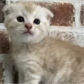 スコティッシュフォールド(折れ耳)