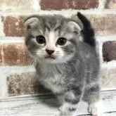 スコティッシュフォールド(折れ耳)