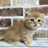 スコティッシュフォールド(折れ耳)