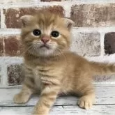 スコティッシュフォールド(折れ耳)