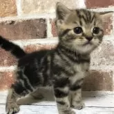 スコティッシュストレート【千葉県・男の子・2025年3月13日・ブラウンクラシックタビー】の写真1