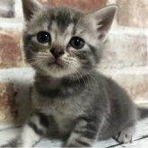 スコティッシュストレート