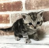 スコティッシュストレート