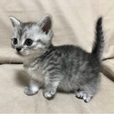 スコティッシュストレート