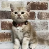 スコティッシュストレート【千葉県・男の子・2025年6月14日・レッドクラシックタビー】の写真1「胸張って堂々としてるね😁」