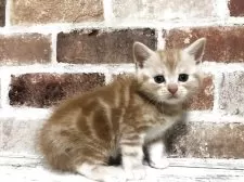 スコティッシュストレート【千葉県・男の子・2025年6月14日・レッドクラシックタビー】の写真6