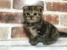 スコティッシュフォールド(折れ耳)【千葉県・女の子・2025年6月14日・ブラウンパッチドタビー】の写真2