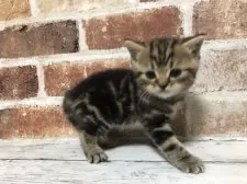 スコティッシュストレート【千葉県・男の子・2025年3月13日・ブラウンクラシックタビー】の写真2