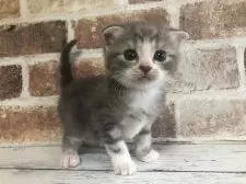 スコティッシュフォールド(折れ耳)【千葉県・男の子・2025年10月26日・ブルークラシックタビー&ホワイト】の写真3