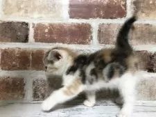 スコティッシュストレート【千葉県・女の子・2025年5月29日・シルバーパッチドタビー&ホワイト】の写真3