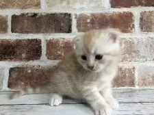 スコティッシュフォールド(折れ耳)【千葉県・男の子・2025年10月1日・カメオタビー】の写真3