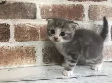 スコティッシュフォールド(折れ耳)【千葉県・男の子・2025年10月26日・ブルークラシックタビー&ホワイト】の写真4