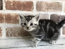 アメリカンショートヘア【千葉県・男の子・2025年10月6日・シルバークラシックタビー】の写真4