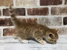 スコティッシュストレート【千葉県・男の子・2025年5月29日・レッドマッカレルタビー&ホワイト】の写真4