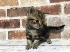 スコティッシュストレート【千葉県・男の子・2025年3月13日・ブラウンクラシックタビー】の写真4