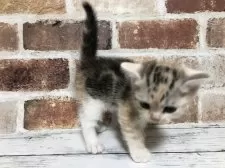 スコティッシュストレート【千葉県・女の子・2025年5月29日・シルバーパッチドタビー&ホワイト】の写真5「お父さんの柄とお母さんの柄が2つとも出てて面白いですよね😊」