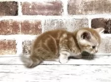 スコティッシュストレート【千葉県・男の子・2025年6月14日・レッドクラシックタビー】の写真5