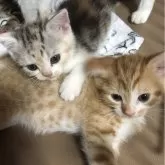 スコティッシュストレート【千葉県・男の子・2025年5月29日・レッドマッカレルタビー&ホワイト】の写真6「仲良し✨️」