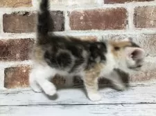 スコティッシュストレート【千葉県・女の子・2025年5月29日・シルバーパッチドタビー&ホワイト】の写真6