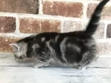 アメリカンショートヘア【千葉県・男の子・2025年10月6日・シルバークラシックタビー】の写真7