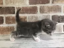 スコティッシュフォールド(折れ耳)【千葉県・男の子・2025年10月26日・ブルークラシックタビー&ホワイト】の写真7