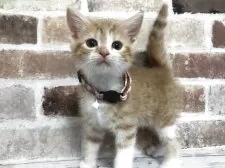 スコティッシュストレート【千葉県・男の子・2025年5月29日・レッドマッカレルタビー&ホワイト】の写真8「少年っぽくなりましたね〜✨️首輪はまだぶかぶかですね😆」