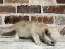 スコティッシュストレート【千葉県・男の子・2025年7月18日・カメオタビー(レッドシルバー)】の写真9