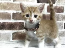 スコティッシュストレート【千葉県・男の子・2025年5月29日・レッドマッカレルタビー&ホワイト】の写真9